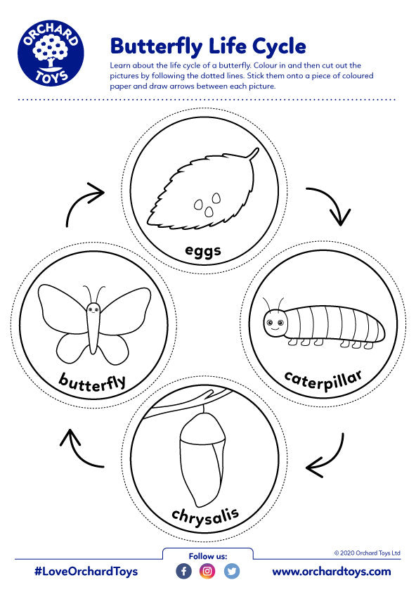TN Butterfly life cycle