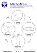 Butterfly Life Cycle
