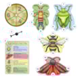 Bug Hunters Game Misplaced Pieces
